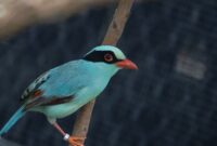 photo-1711606126442-da1ba7e0cecd Lirik dan Makna “Kicau Mania” Ndarboy Genk: Kenapa Lagu tentang Hobi Burung Bisa Viral?